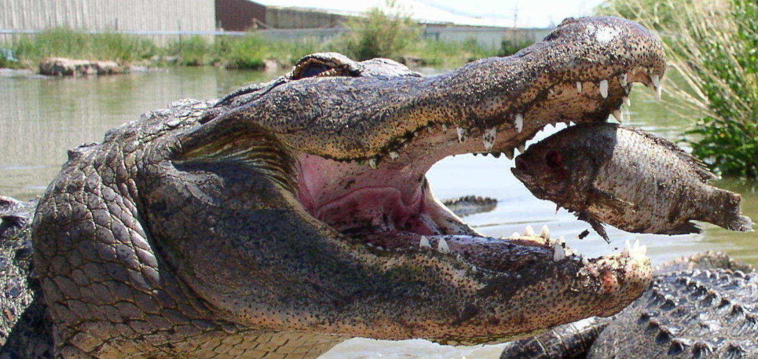 Un alligator à portée de main?